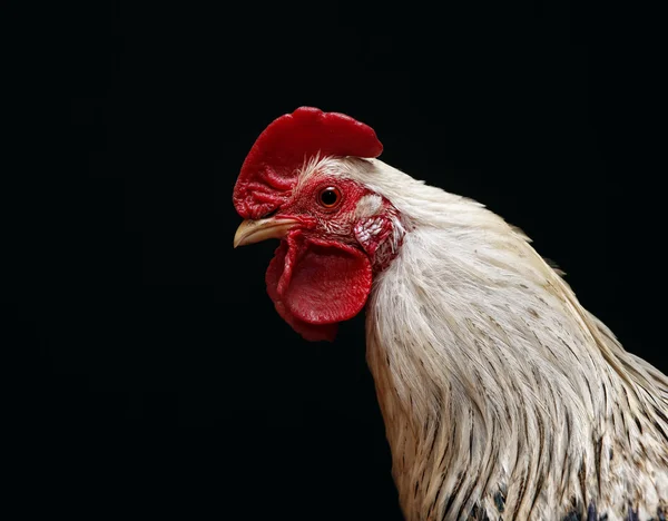 stock image Rooster