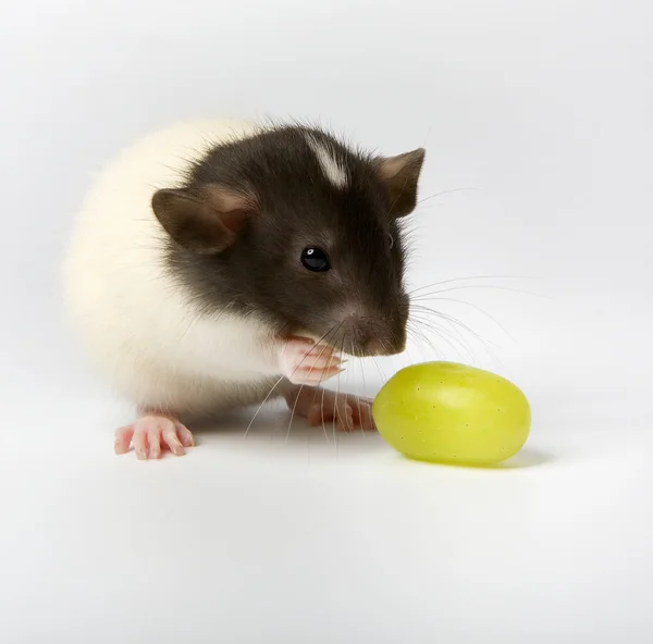 Mouse and vine — Stock Photo, Image