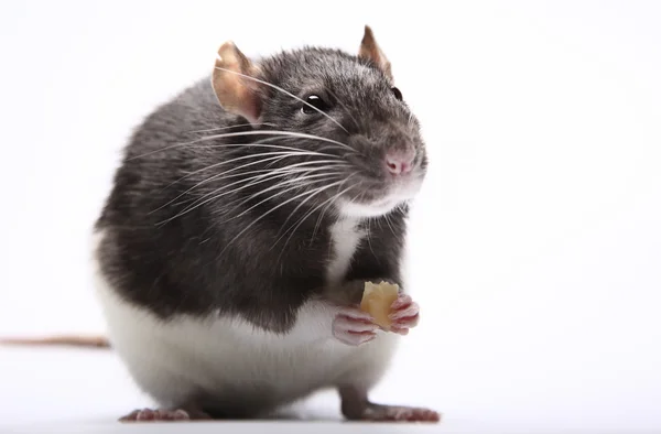 Hungrige Ratte — Stockfoto