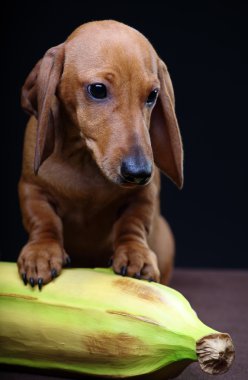 Dachshund and Banan