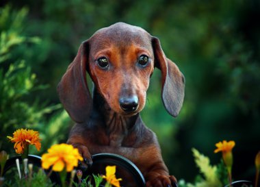 Dachshund in park clipart