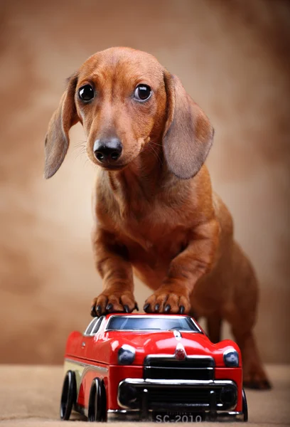 Είδος γερμανικού κυνηγετικού σκύλου και αυτοκίνητο Φωτογραφία Αρχείου