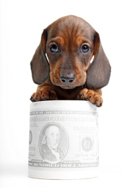 Dachshund clipart