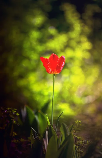 Poppyseed poppy — Stock Photo, Image