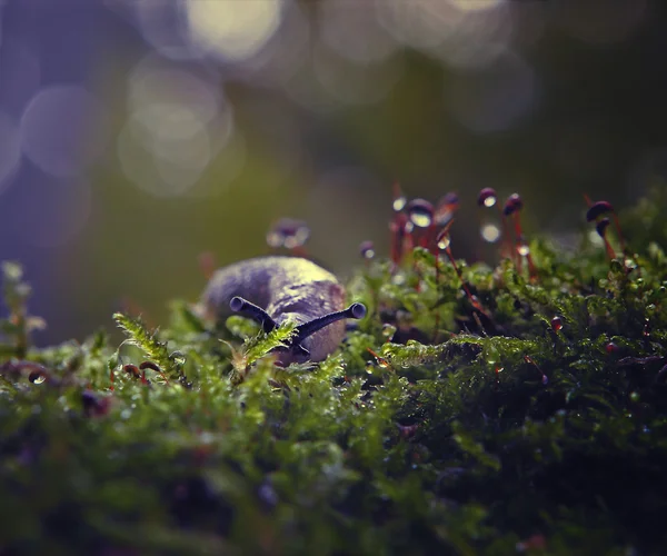 Ślimak w lesie — Zdjęcie stockowe