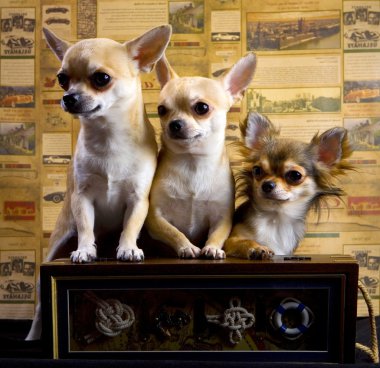 Chihuahua trio