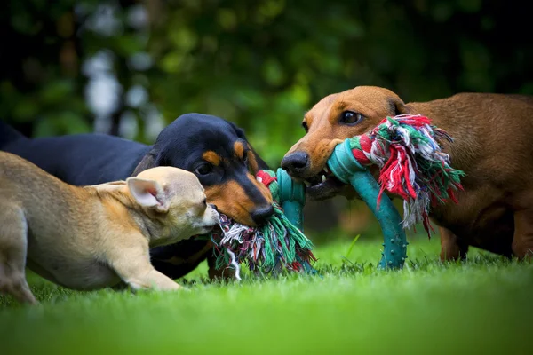 stock image Game in the garden