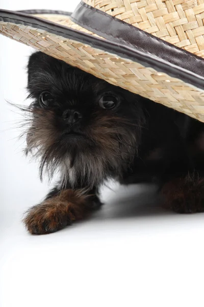 Perro con sombrero —  Fotos de Stock