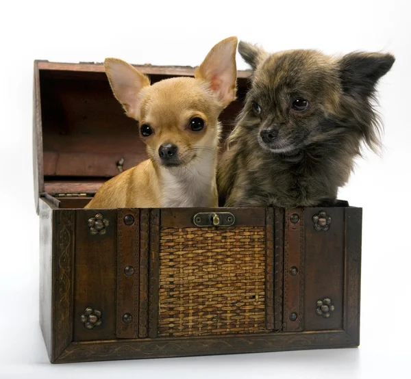 Dogs in the box — Stock Photo, Image