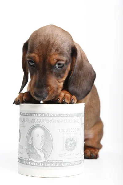Είδος γερμανικού κυνηγετικού σκύλου με χαρτί — Φωτογραφία Αρχείου
