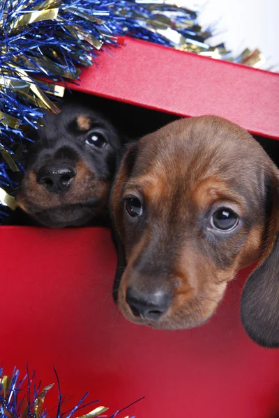 Собаки в коробке — стоковое фото
