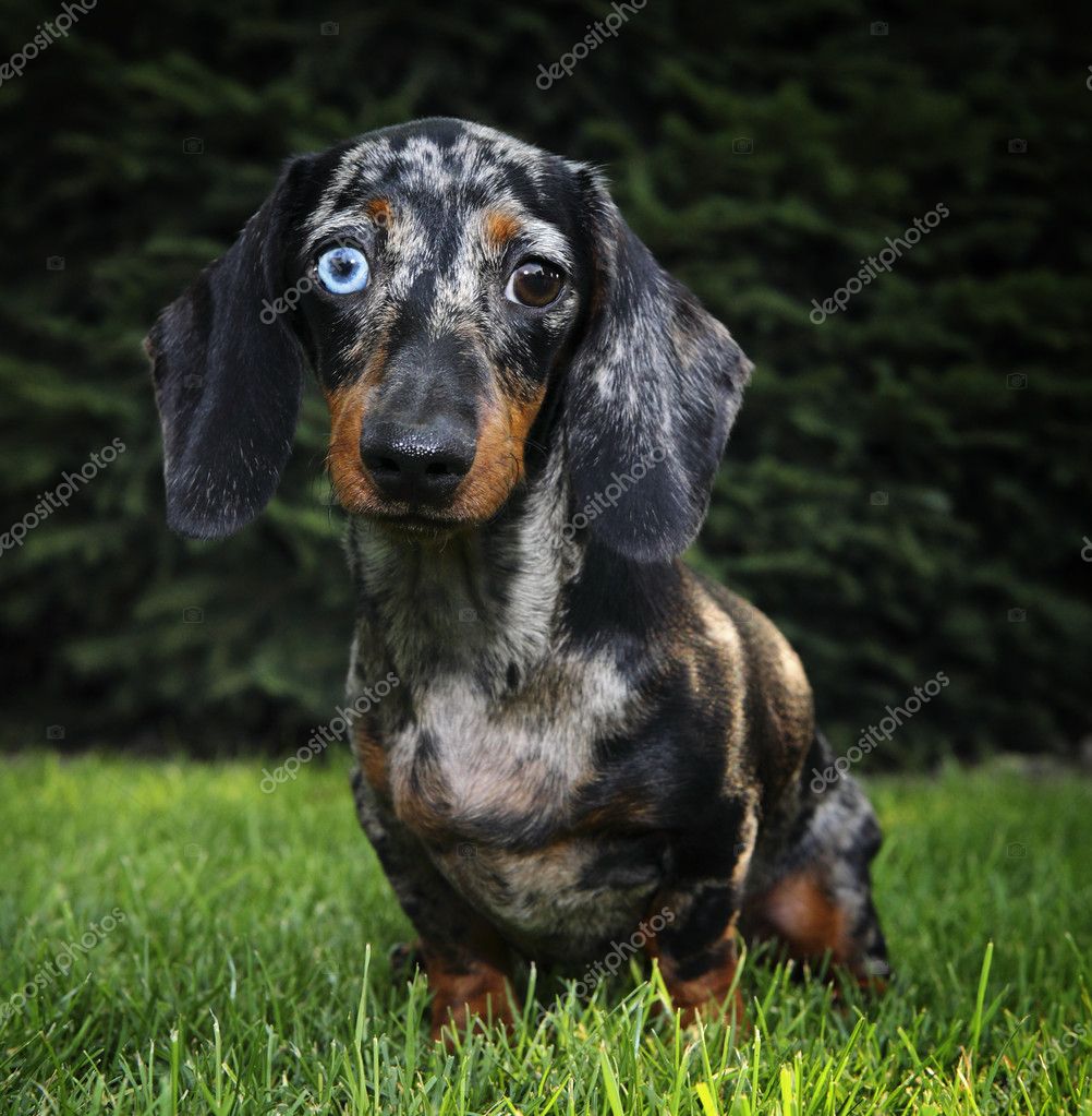 Marble Dachshund — Stock Photo © GORLOV #7738237