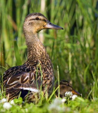 Duck and duckling clipart