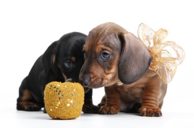 Dachshunds ve topu