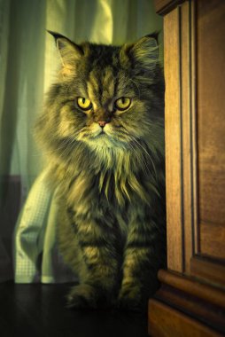 Maine Coon