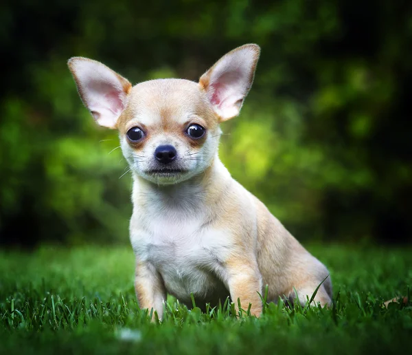 Chihuahua w ogrodzie — Zdjęcie stockowe