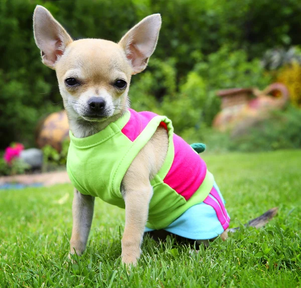 Chihuahua en el jardín —  Fotos de Stock