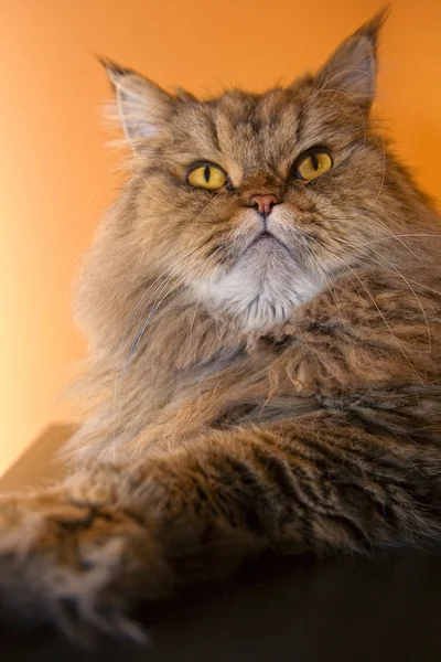 Maine Coon — Stock Photo, Image