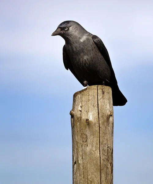 Kuş raven — Stok fotoğraf