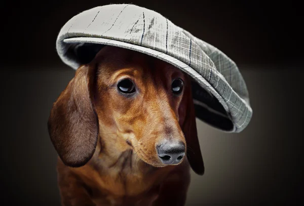 Είδος γερμανικού κυνηγετικού σκύλου και καπέλο — Φωτογραφία Αρχείου