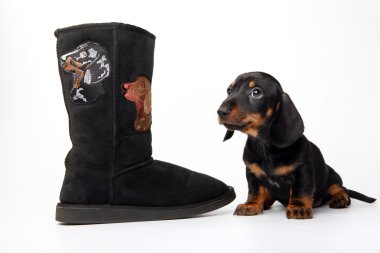 Dachshund ve uggs