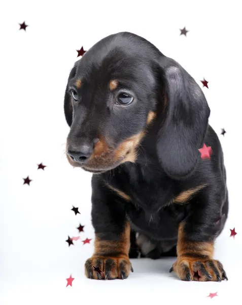Filhote de cachorro com estrelas — Fotografia de Stock