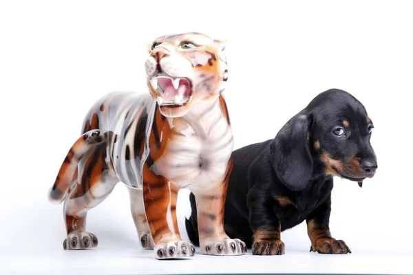 Dog and tiger — Stock Photo, Image