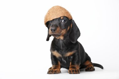 Dog and coconut