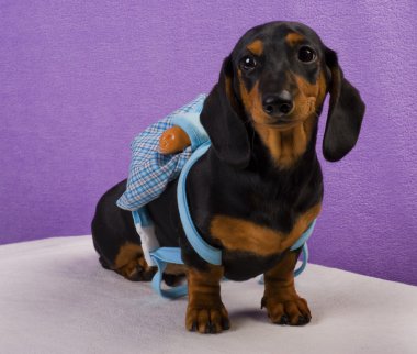 Dachshund