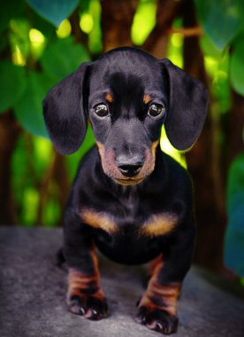 Dachshund in the garden clipart