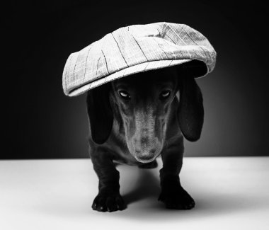 Dachshund and hat clipart