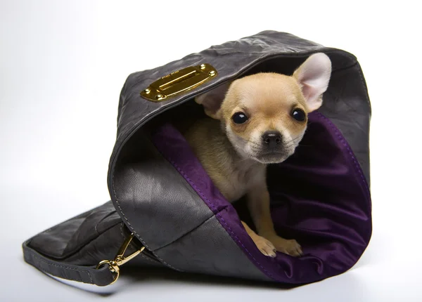 Perro en bolsa — Foto de Stock