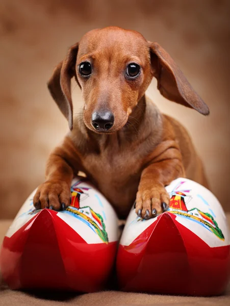 Dachshund with Hollands boots — Stock Photo, Image