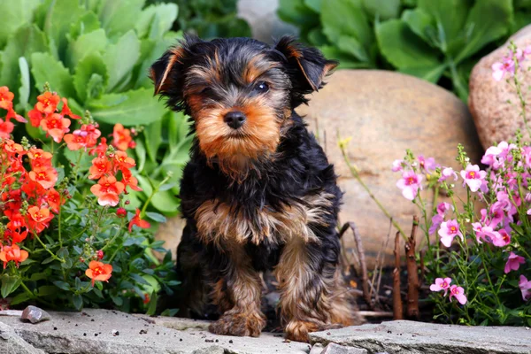 Dog in the garden — Stock Photo, Image