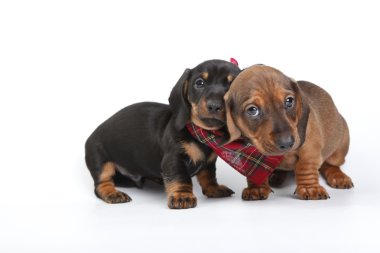 Dachshunds