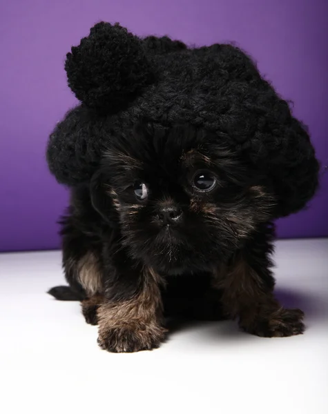 Perro en sombrero — Foto de Stock
