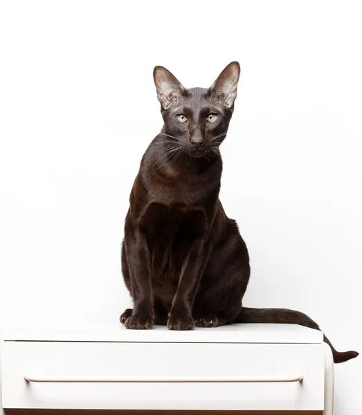 Brown Oriental Cat studiokvalitet — Stockfoto