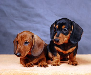 Dachshunds