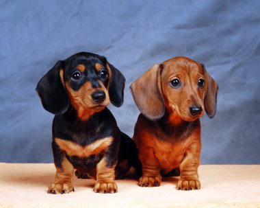 Dachshunds clipart