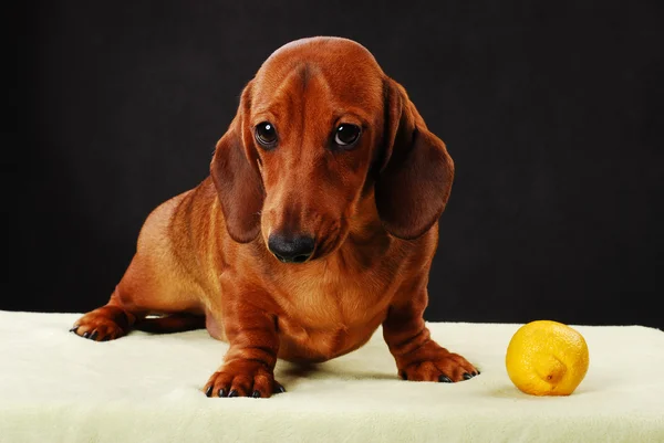 Собака и лимон — стоковое фото