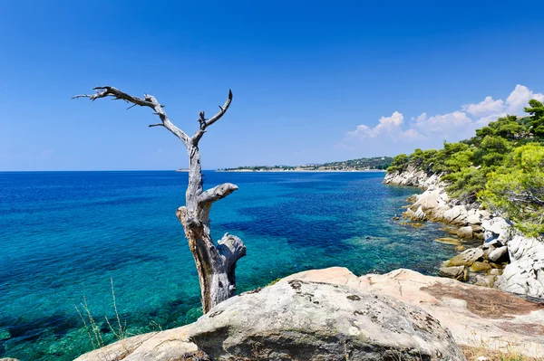 Boomstam, rotsachtige kustlijn en turkoois duidelijk zee — Stockfoto