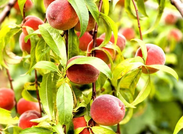 stock image Sweet peaches on a tree