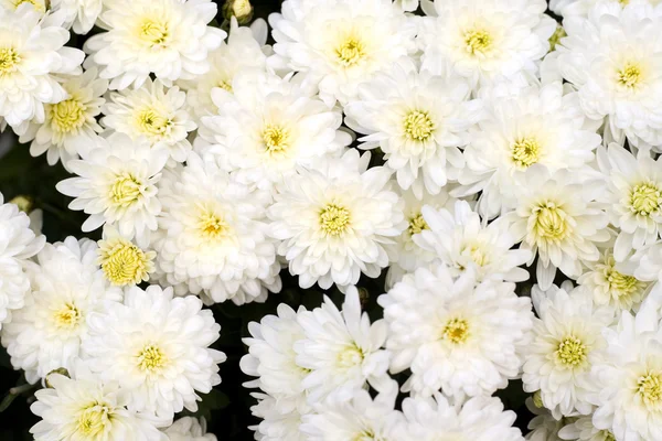 Stock image Beauty flowers