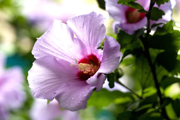 Belleza flor — Foto de Stock