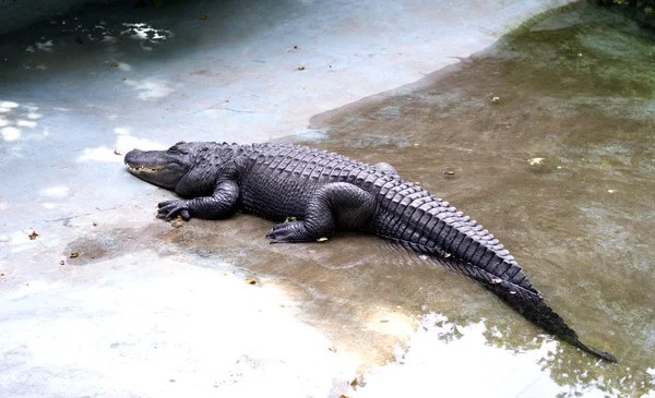 stock image Alligator