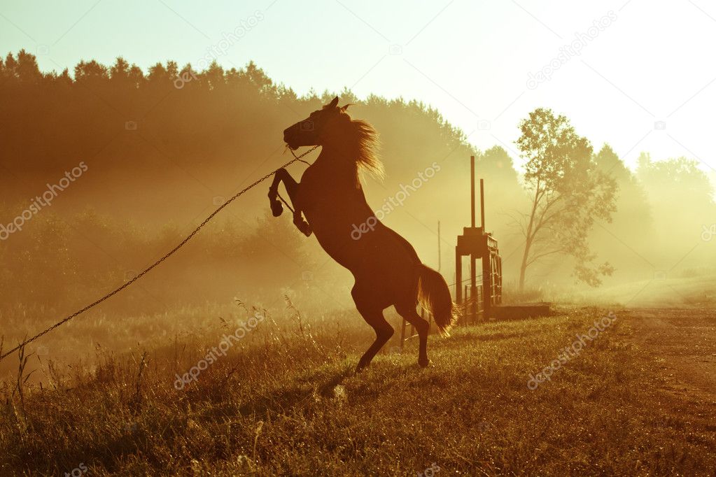 Wild the horse