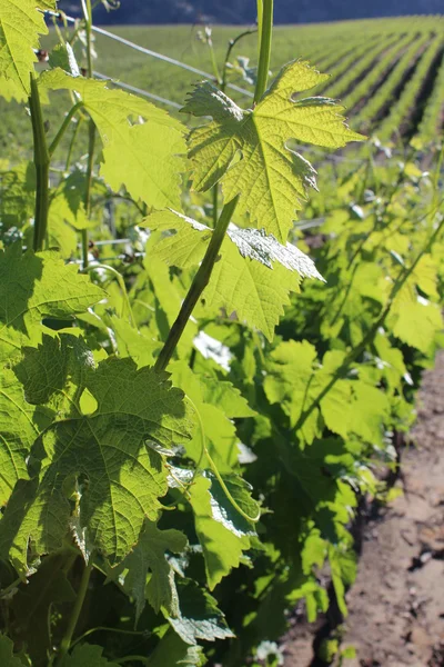 Close Up di un vitigno — Foto Stock