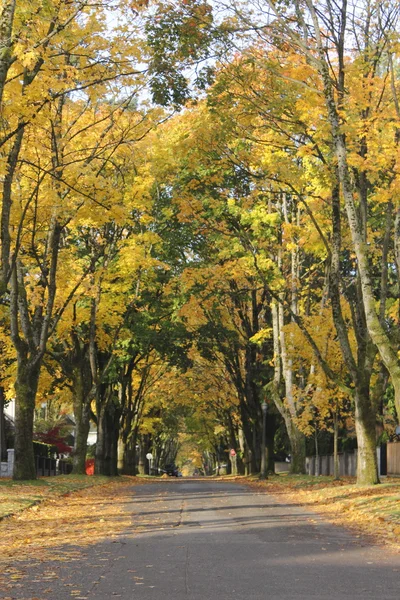 stock image Tree Lined Street