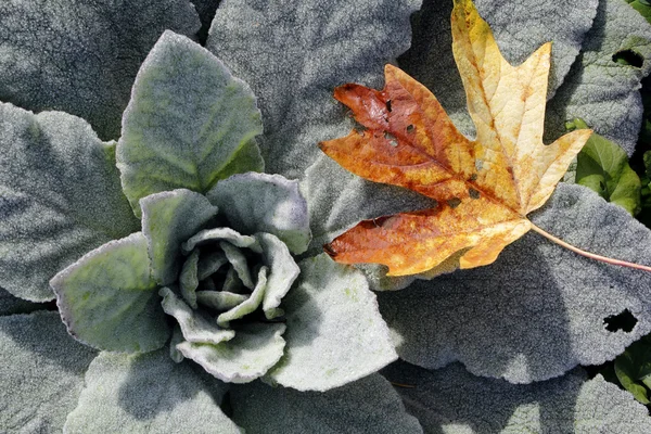 stock image A Fallen Maple Leaf