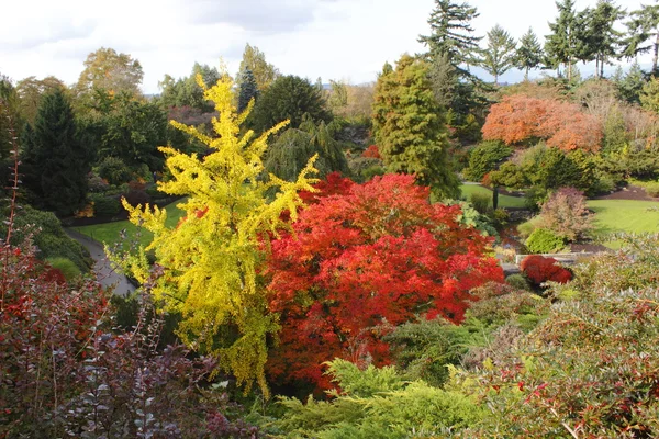 stock image Fall Foliage